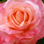 Roz - Trandafir teahibrid - Silver Jubilee